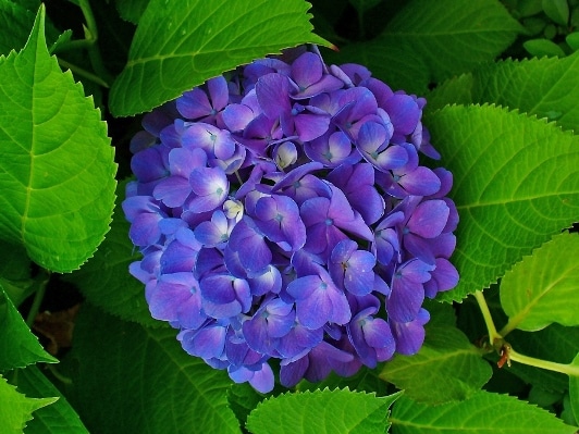 צמחיית האיים האזוריים - פרח הידראנגאה
