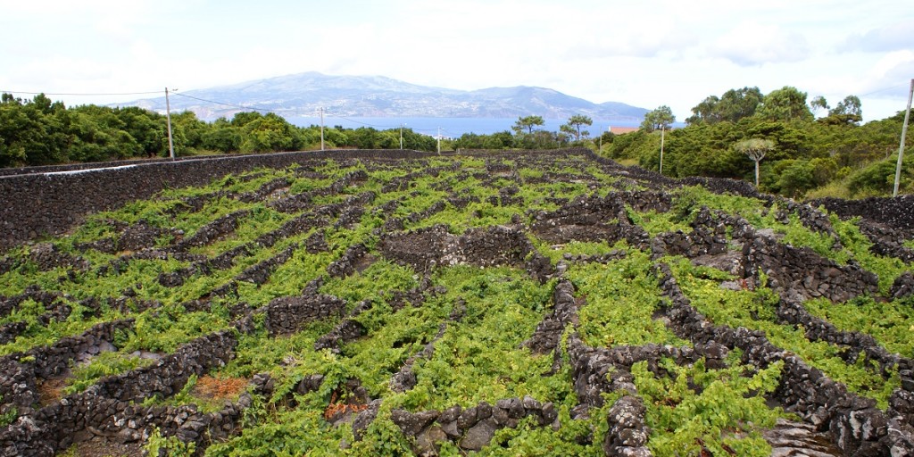 גפני יין ורדלחו בטרסיירה