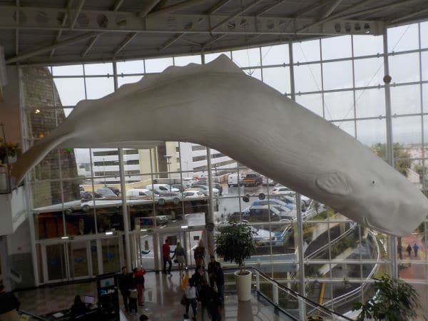 הלוויתן היחידי שראיתי - בובת ענק בקניון המקומי