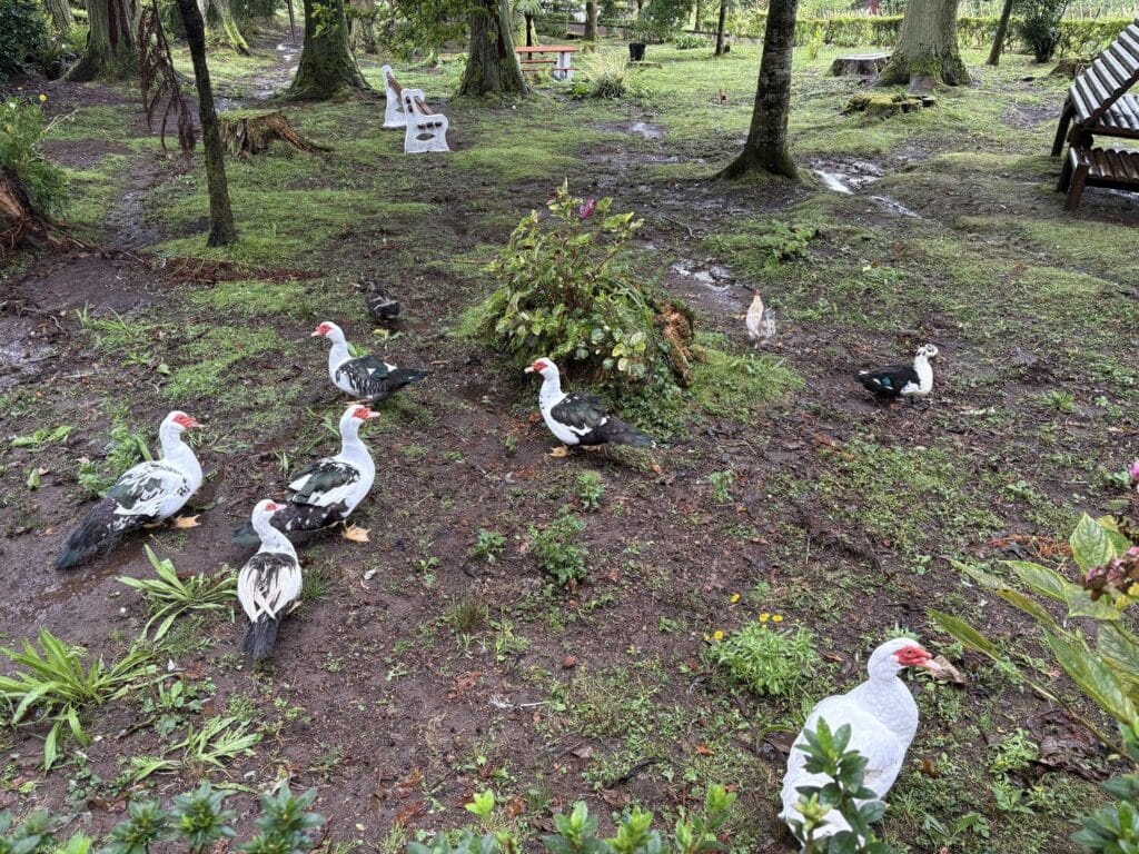 ברווזי מוסקובי סביב lagoa azul, מהצד של sate cdades