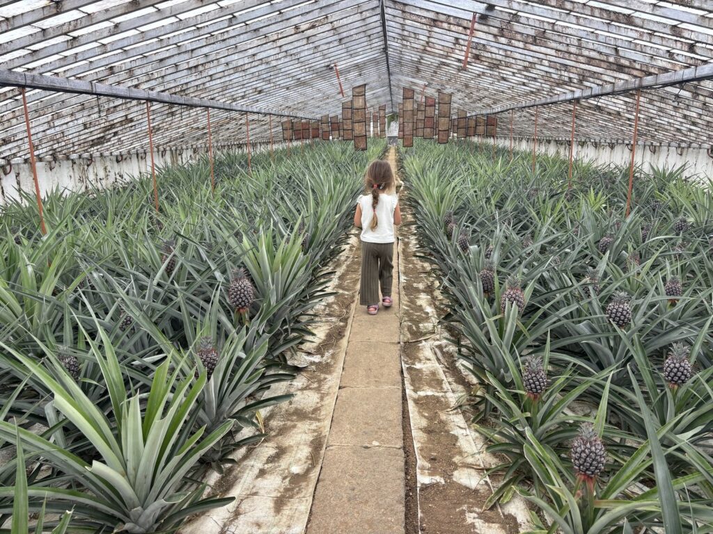 חממת אננס באיים האזוריים