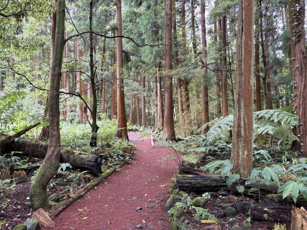 ילדה מטיילת ביער