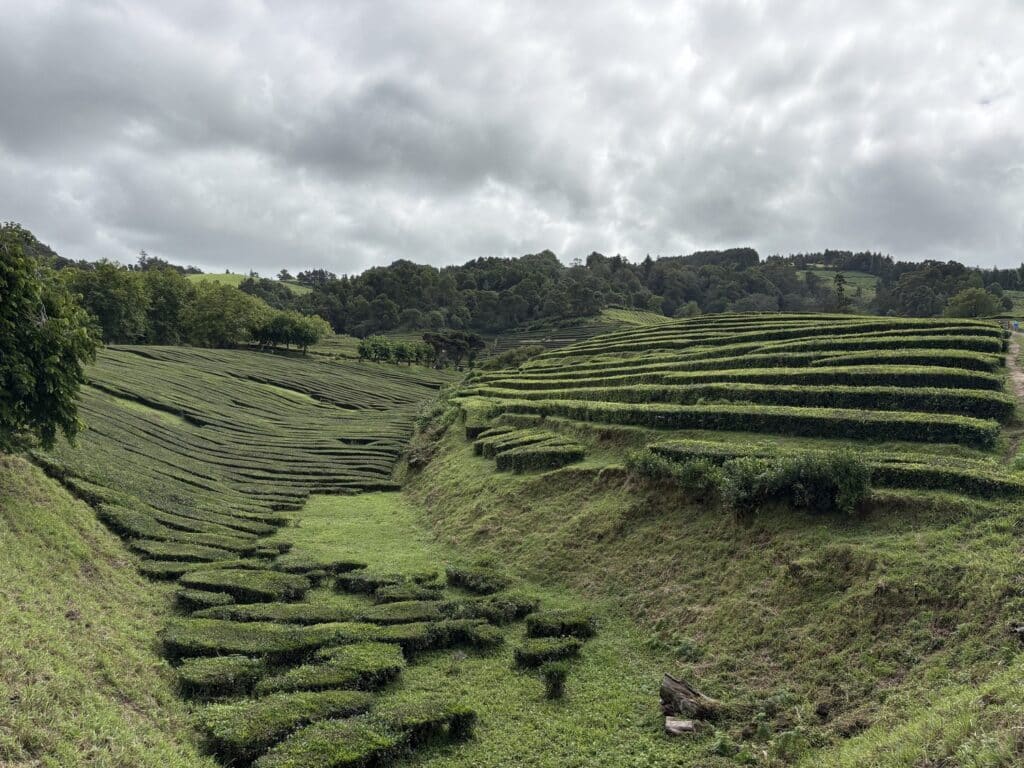 מטעי התה של גוראנה